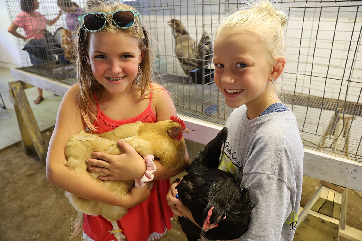 4-h poultry.JPG